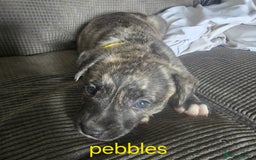 Mixed Breed dogs for sale: PEBBLES LEFTGerman shepherd cross puppies - Image 1