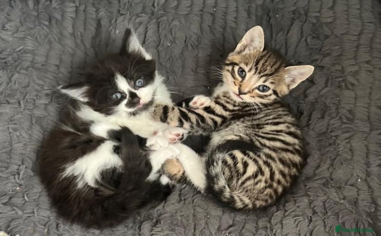 Mixed Breed cats - Advert 3