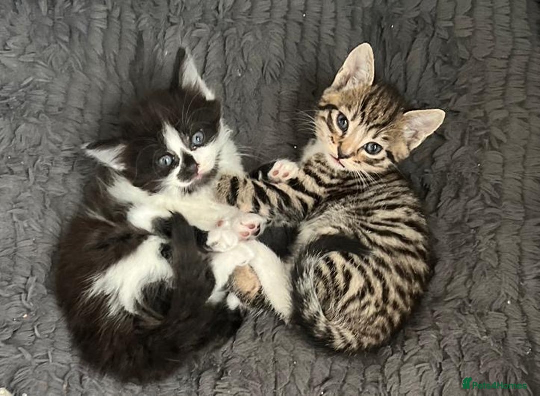 Mixed Breed cats for sale: Gorgeous Kittens - Image 1