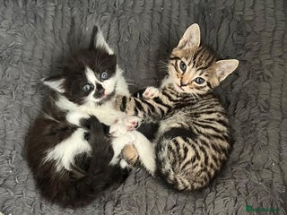 Mixed Breed cats - Advert 19