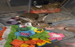 Mixed Breed rabbits for sale: Two Sweet Bunnies to a Loving Home - Image 3