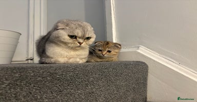 Scottish Fold cats - Advert 4
