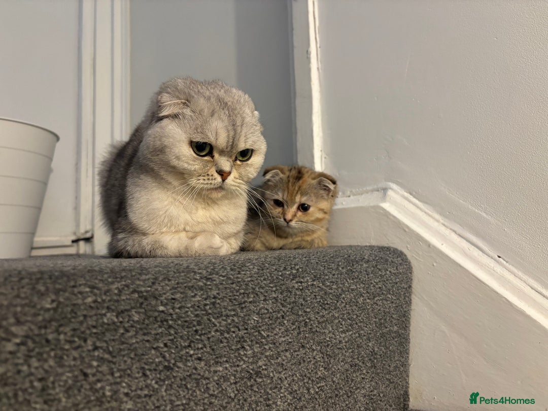 Scottish Fold cats for sale: Scottish fold for sale - Image 7