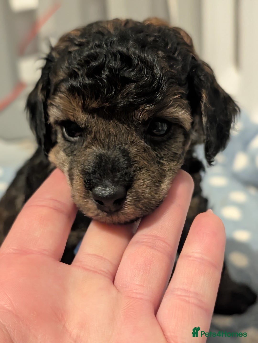 Toy Poodle dogs for sale: Sable toy poodle READY NOW - Advert 4