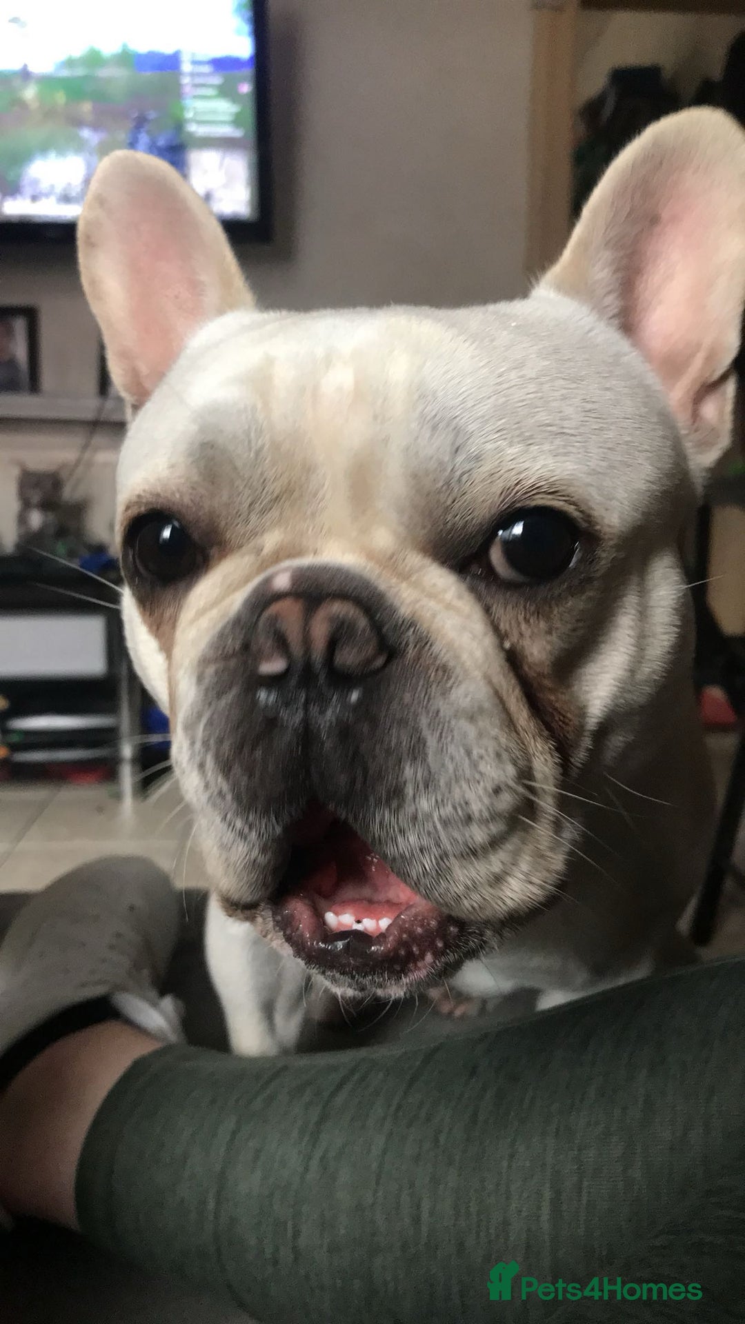 French Bulldog dogs for sale: Male french bulldog - Image 3