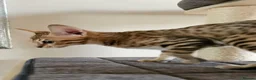 Savannah cats for sale: 3 beautilful F5 Savannah kittens - Advert 9