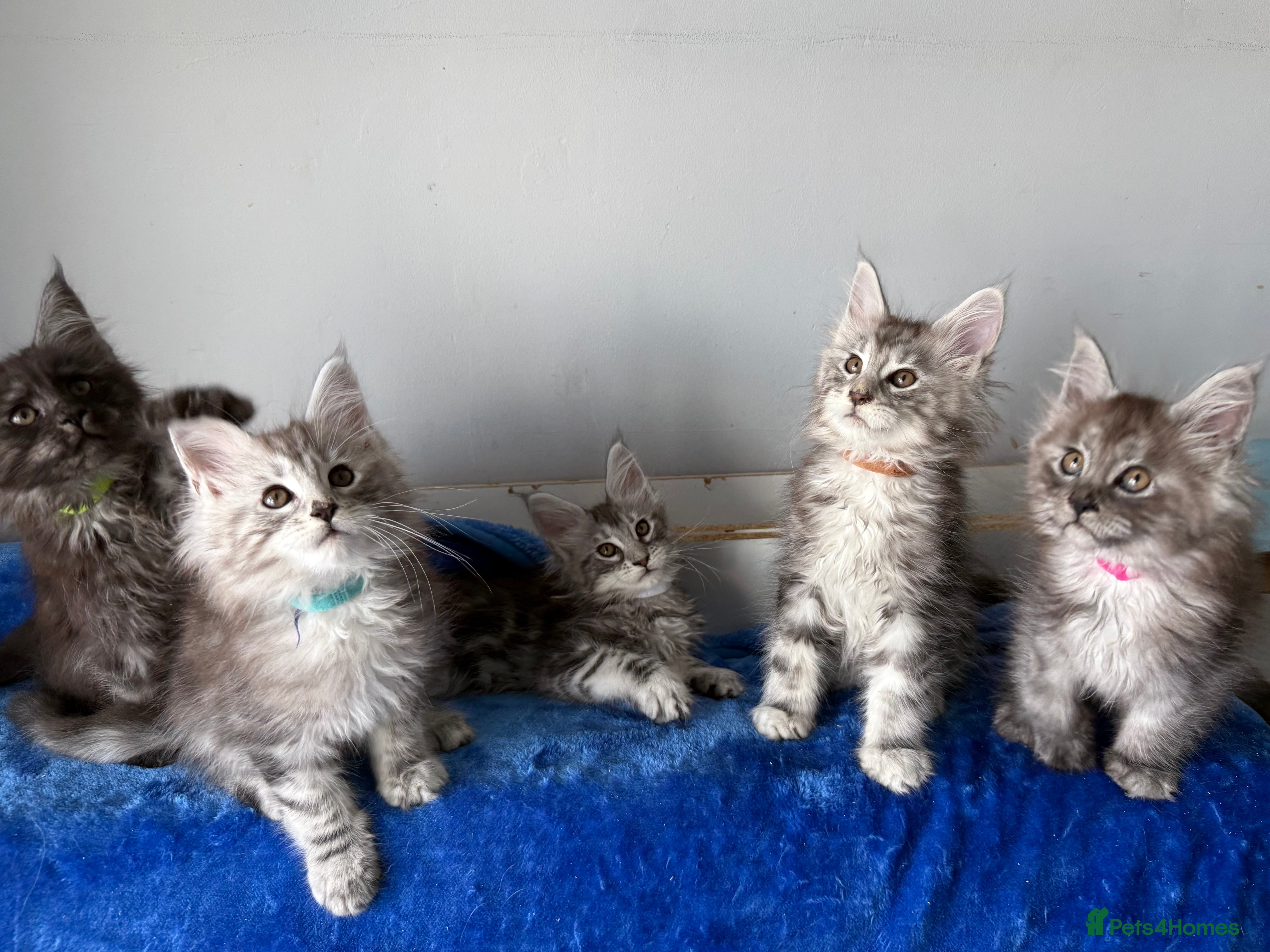 Maine Coon cats Maine coon kittens registered with GCCF - Advert 2