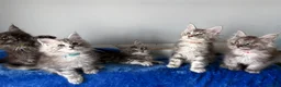 Maine Coon cats for sale: Maine coon kittens registered with GCCF - Advert 2