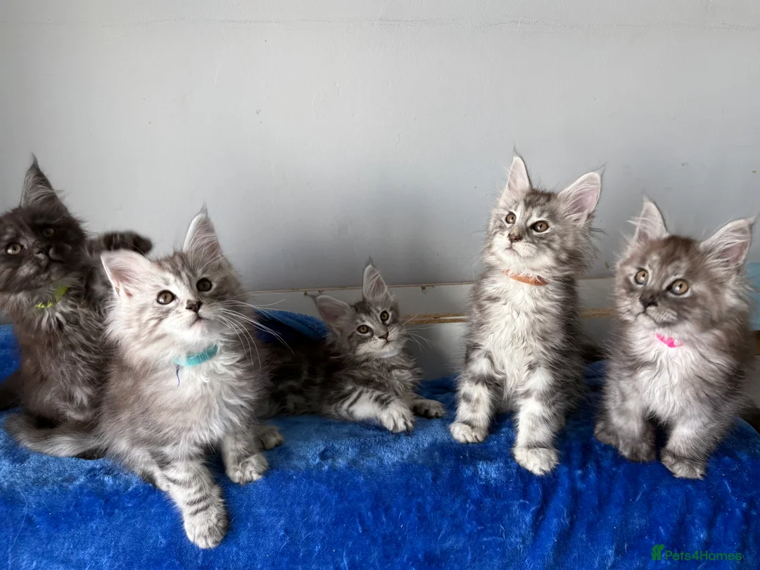 Maine Coon cats for sale: Maine coon kittens registered with GCCF - Advert 2