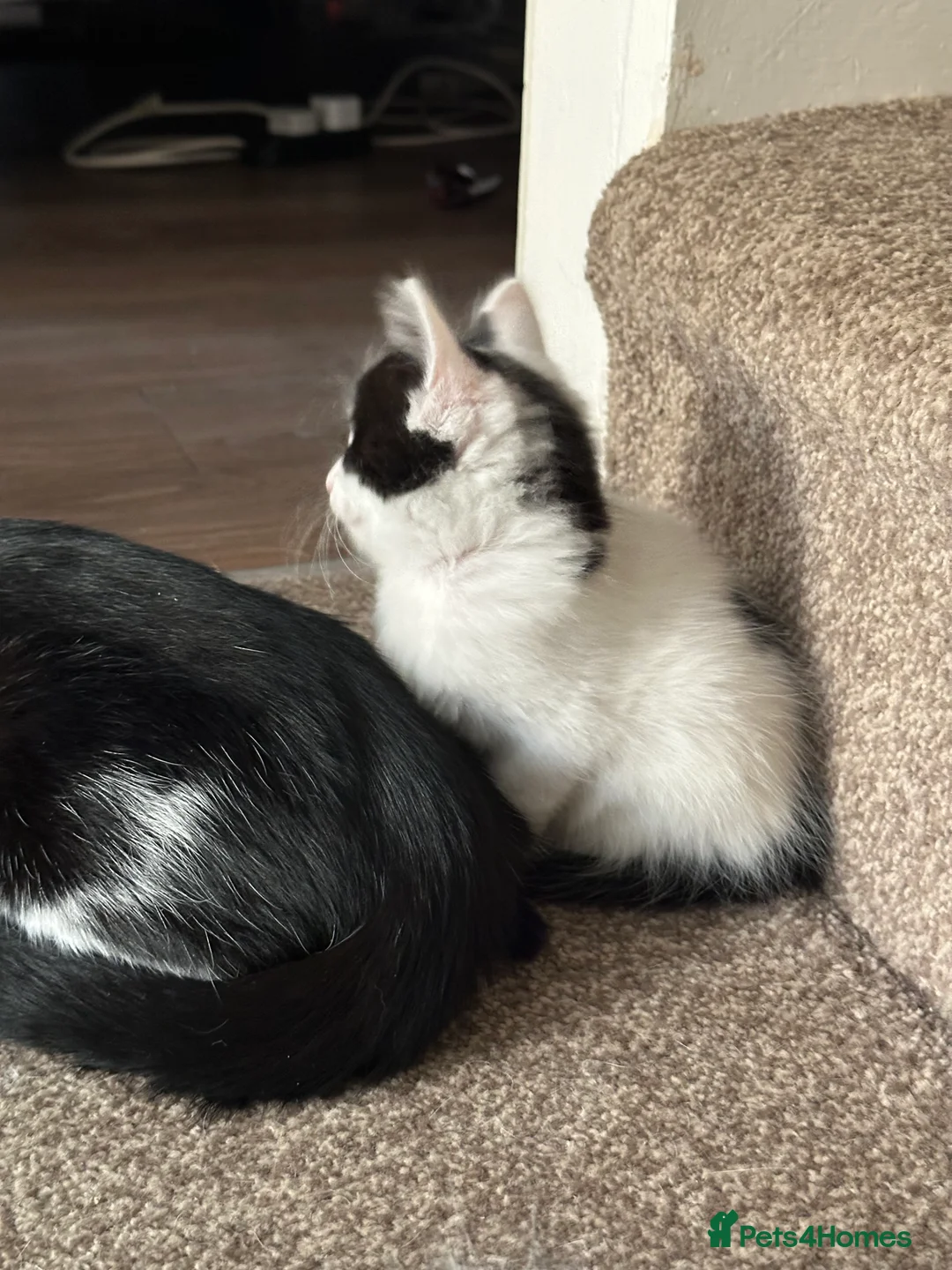 Mixed Breed cats for sale: Adorable fluffy kittens for sale - Advert 6