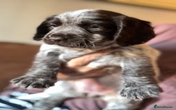 Cocker Spaniel dogs for sale: Working cocker spaniels  - Image 4