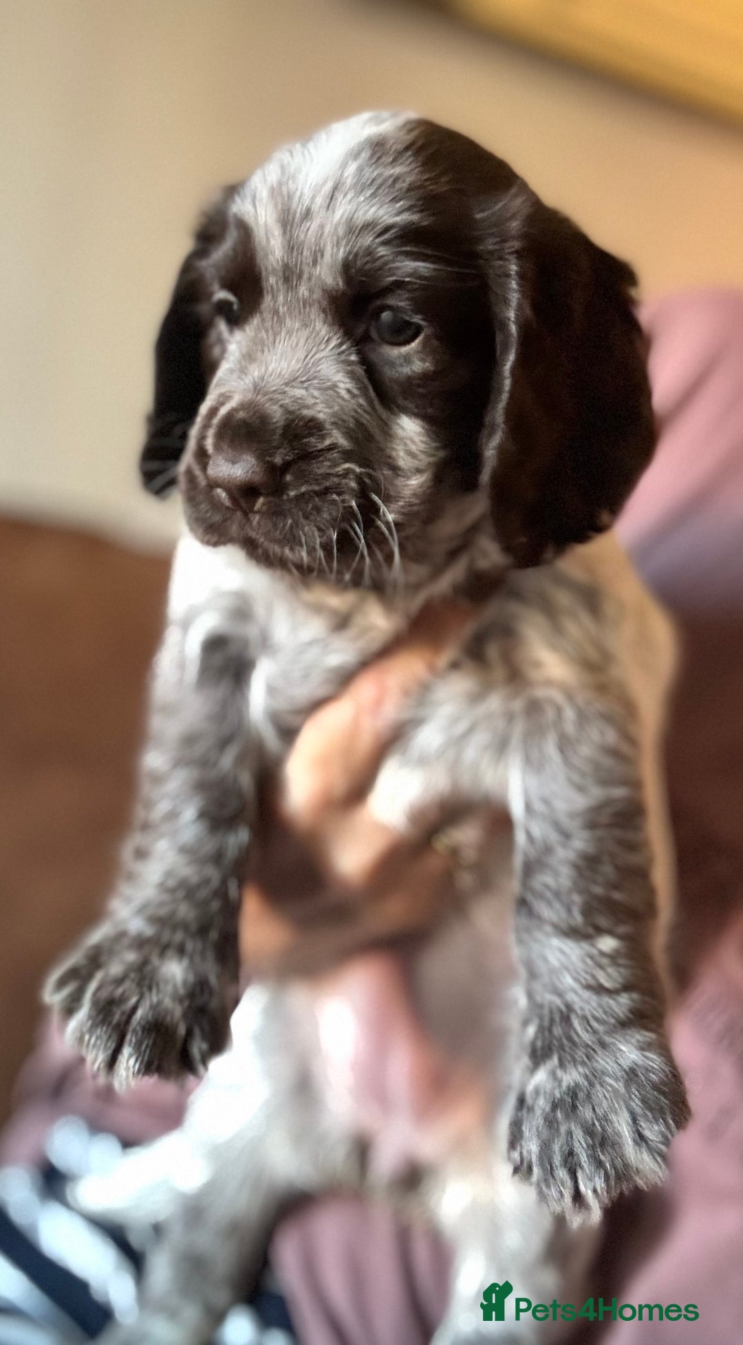 Cocker Spaniel dogs for sale: Working cocker spaniels  - Image 4