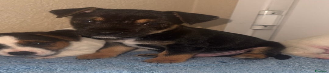 Jack Russell Puppy 3