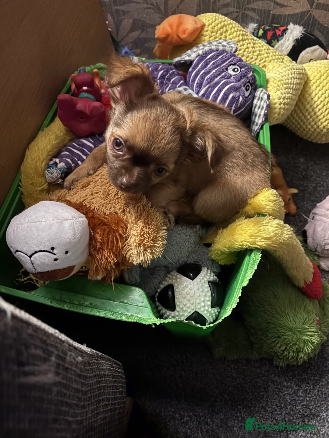 Chihuahua dogs for sale: Only 3 KC Registered perfect boys available  - Advert 1