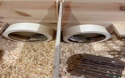 Hamster rodents for sale: 2 Boy Dwarf Hamsters  - Image 6