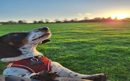 Miniature Dachshund dogs for sale: Miniature Dachsund  - Advert 6