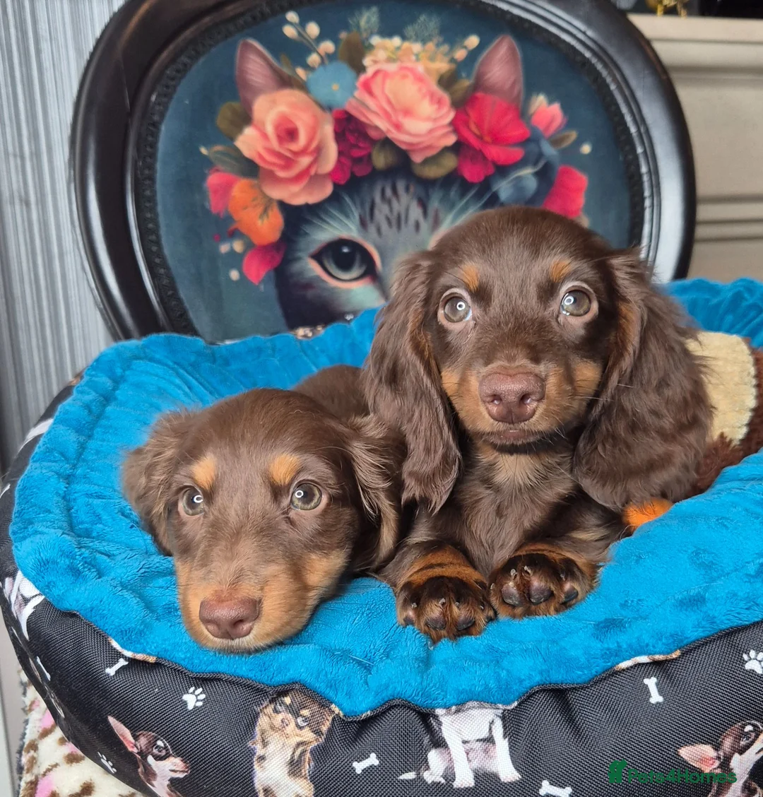 Miniature Dachshund dogs for sale: ⚜️KC PRA clear TINY Miniature dachshund puppies  - Advert 2