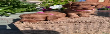 Light Pink girl - brown nose 