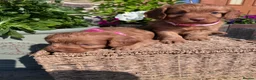 Cockapoo dogs for sale: Beautiful Toy Cockapoo Puppies (Health Tested)  - Advert 32