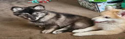Pomsky dogs for sale: F3 Pomsky Puppies MUST GO - Advert 11