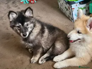 Pomsky dogs Pomsky Puppies ready now - Advert 1
