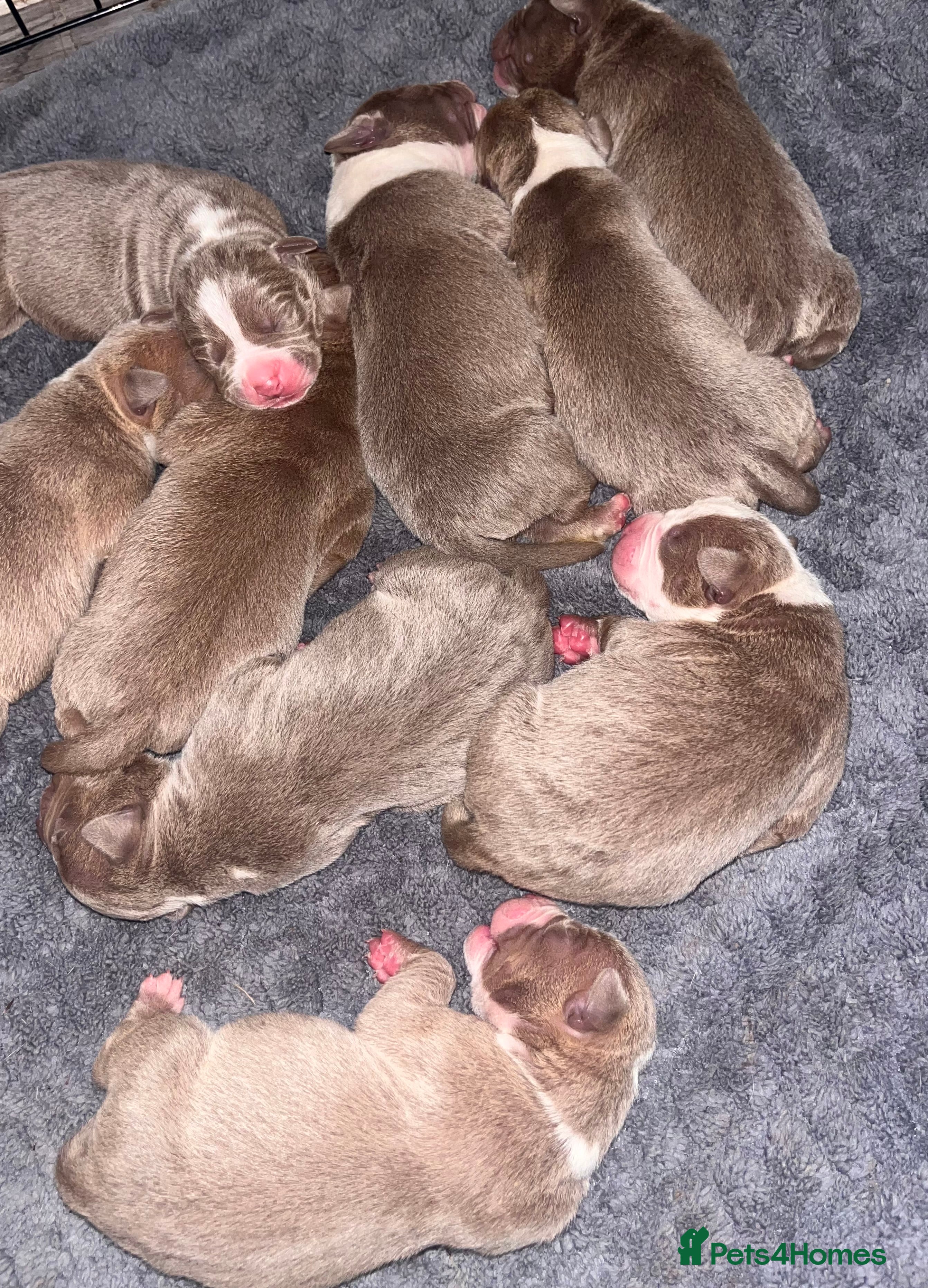 Mixed Breed dogs 9 Puppies - Old Tyme Bulldog x American Bulldog - Advert 1