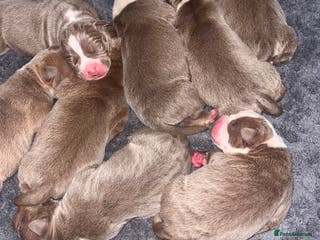 Mixed Breed dogs 9 Puppies - Old Tyme Bulldog x American Bulldog - Advert 2