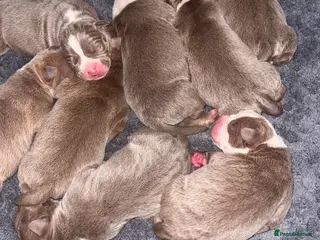 Mixed Breed dogs 9 Puppies - Old Tyme Bulldog x American Bulldog - Advert 6