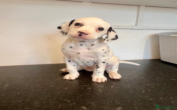 Dalmatian dogs - Advert 1