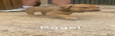 Mixed Breed Puppy 2