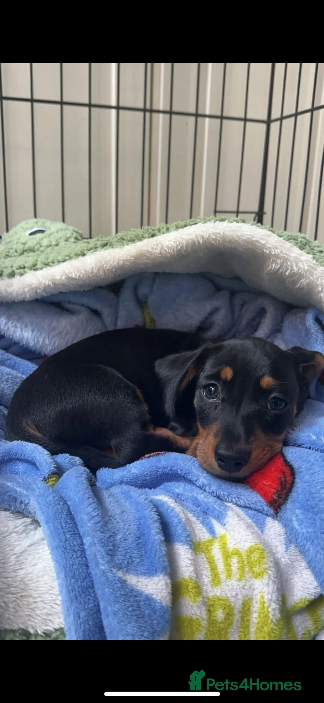 Dachshund dogs for stud: Dachshund for Stud ‼️‼️ - Advert 1