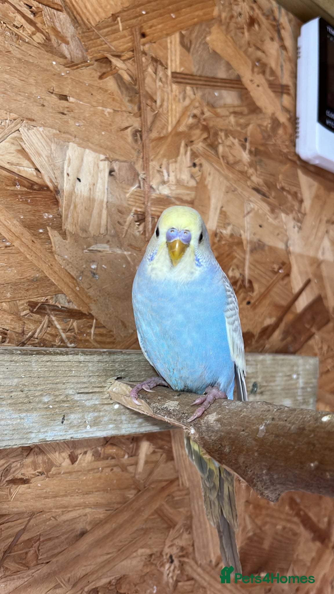 Budgerigars birds 2 YOUNG TAMABLE Budgies looking for a companion - Advert 6