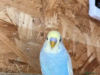 Budgerigars birds 2 YOUNG TAMABLE Budgies looking for a companion - Advert 19