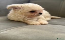 Mixed Breed dogs for sale: Adorable & Clever Chihuahua X Terrier Pup (Bobby) - Image 4