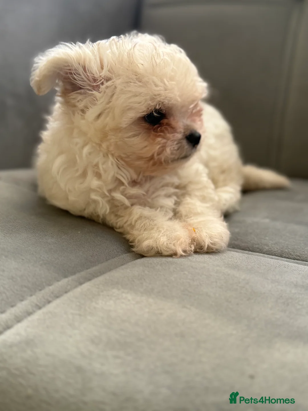 Mixed Breed dogs for sale: Adorable & Clever Chihuahua X Terrier Pup (Bobby) - Advert 4