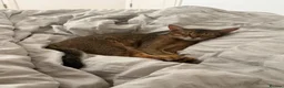 Abyssinian cats for sale: Beautiful & Playful Aby x Savannah Female in London - Advert 6