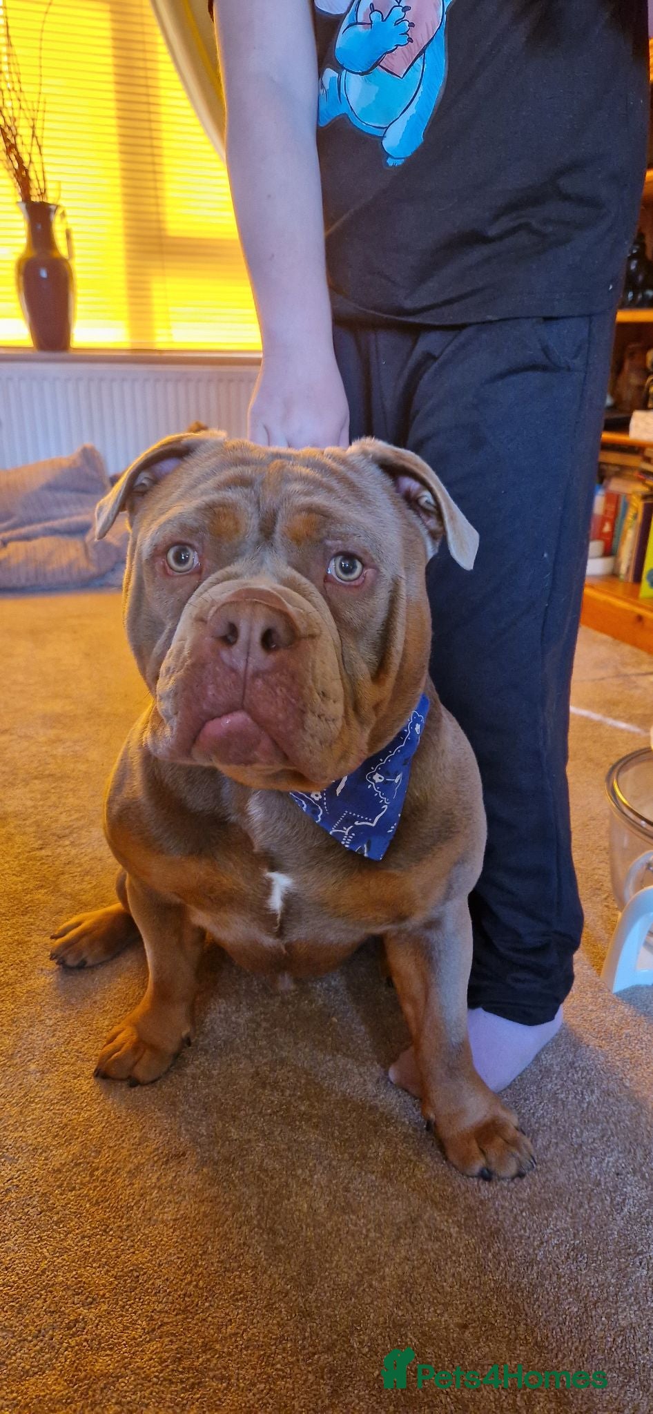 Old Tyme Bulldog dogs 2 year old beautiful boy for rehoming - Advert 2