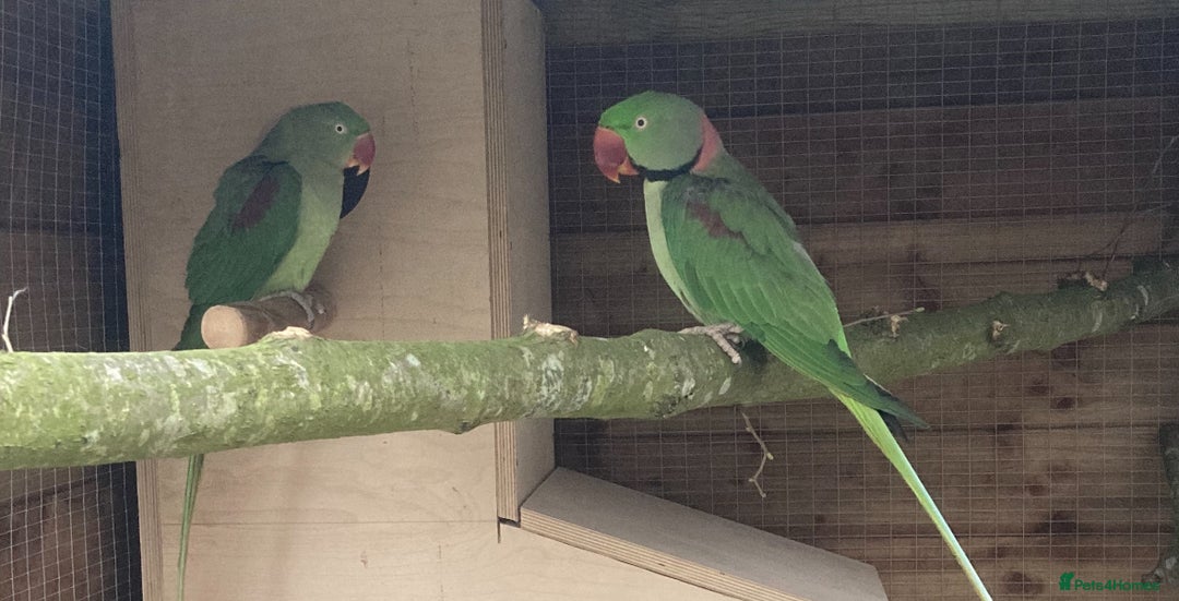 Parakeets birds for sale: Proven pair of Alexandrine  - Image 1