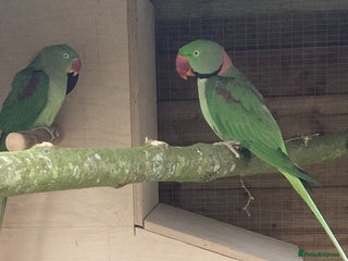 Parakeets birds - Advert 18