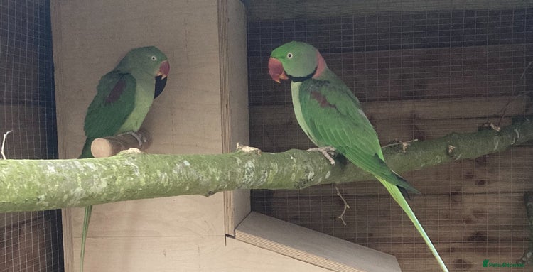 Parakeets birds - Advert 6