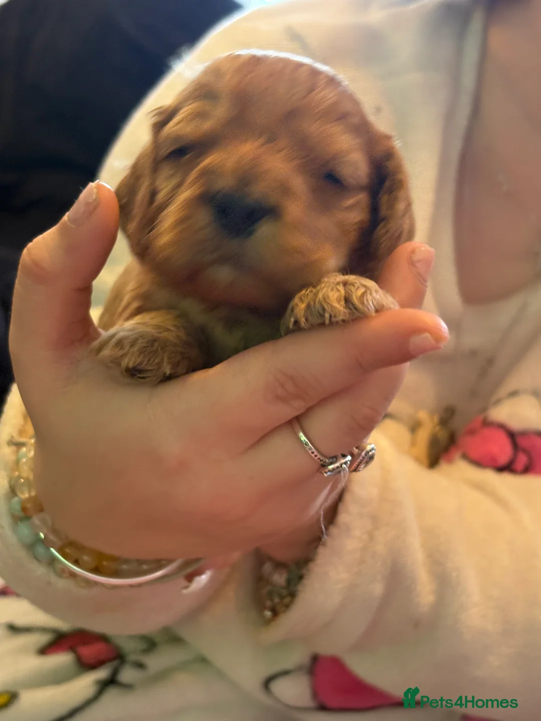 Mixed Breed dogs for sale: Cavapoo Puppies  - Advert 13
