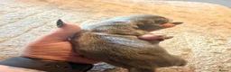 Dachshund dogs for sale: 7 beautiful dachshund puppies  - Advert 5