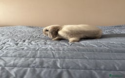 Mini Lop rabbits for sale: Beautiful Mini Lop Bunny - Image 8