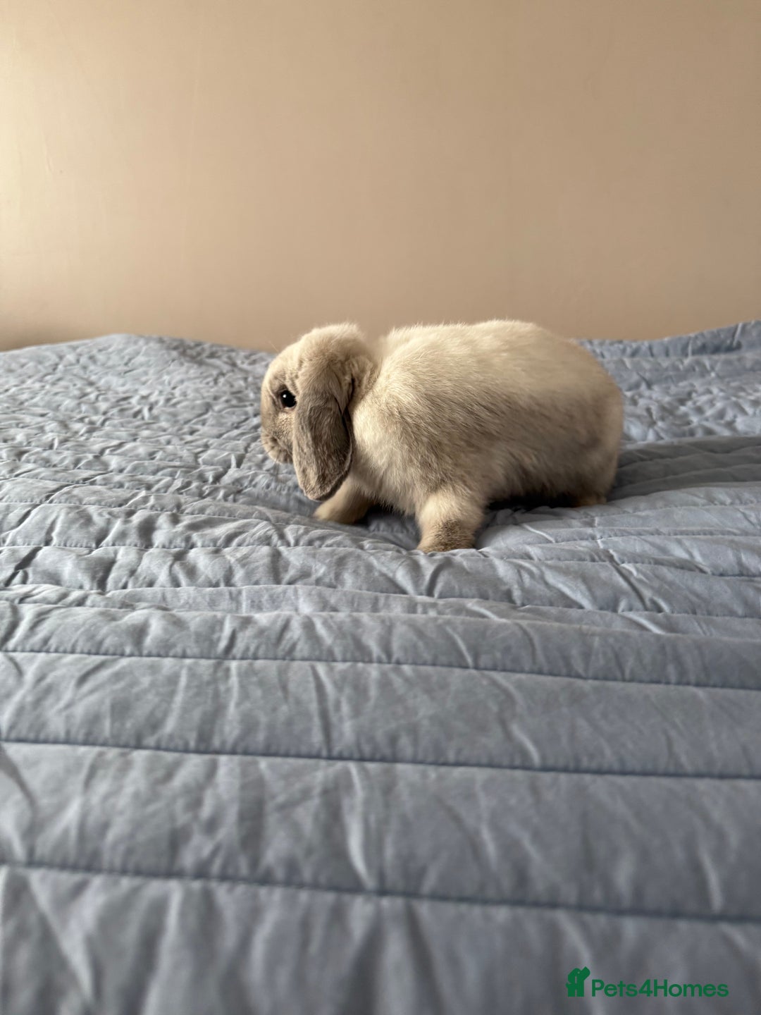 Mini Lop rabbits for sale: Beautiful Mini Lop Bunny - Image 8
