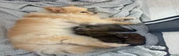 Pomeranian dogs for sale: 3 beautiful Pomeranian pups   - Advert 1