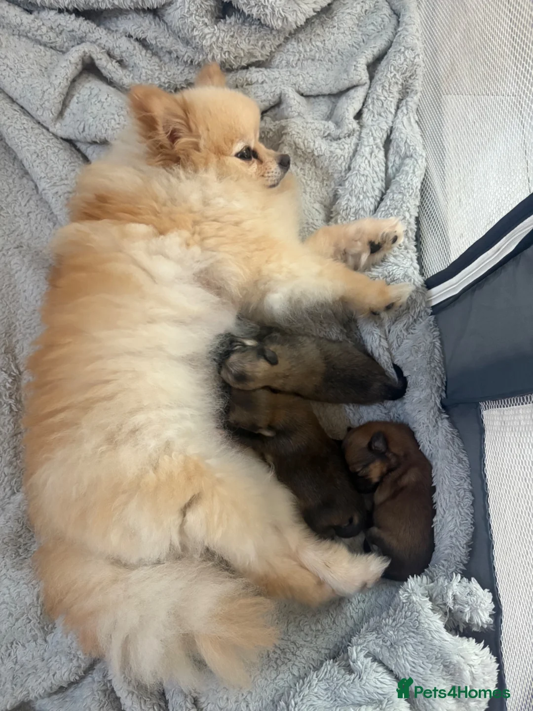 Pomeranian dogs for sale: 3 beautiful Pomeranian pups   - Advert 1