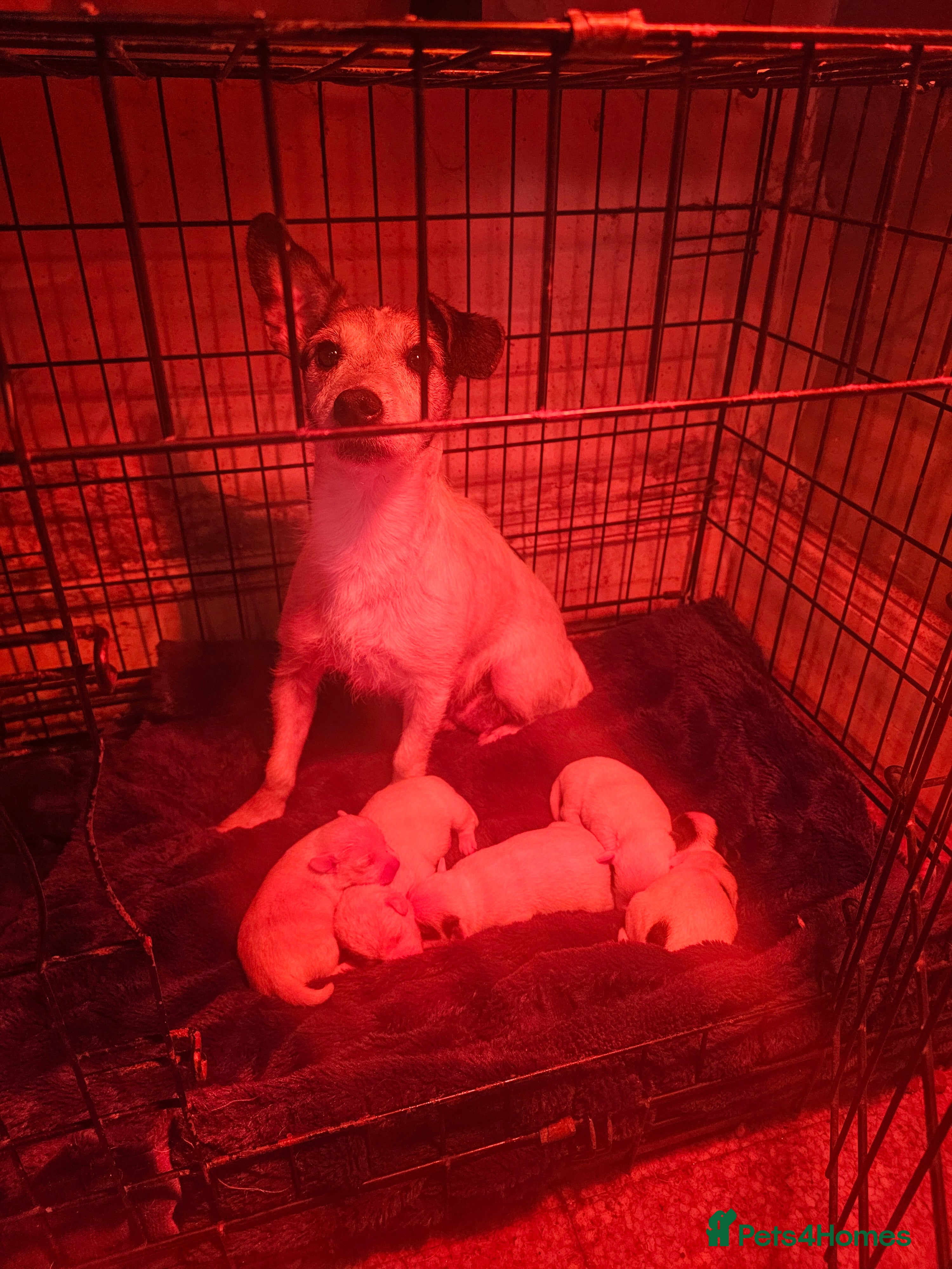 Jack Russell dogs Jack Russell puppies  - Advert 1