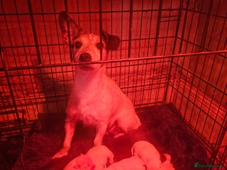 Jack Russell dogs Jack Russell puppies - Advert 1