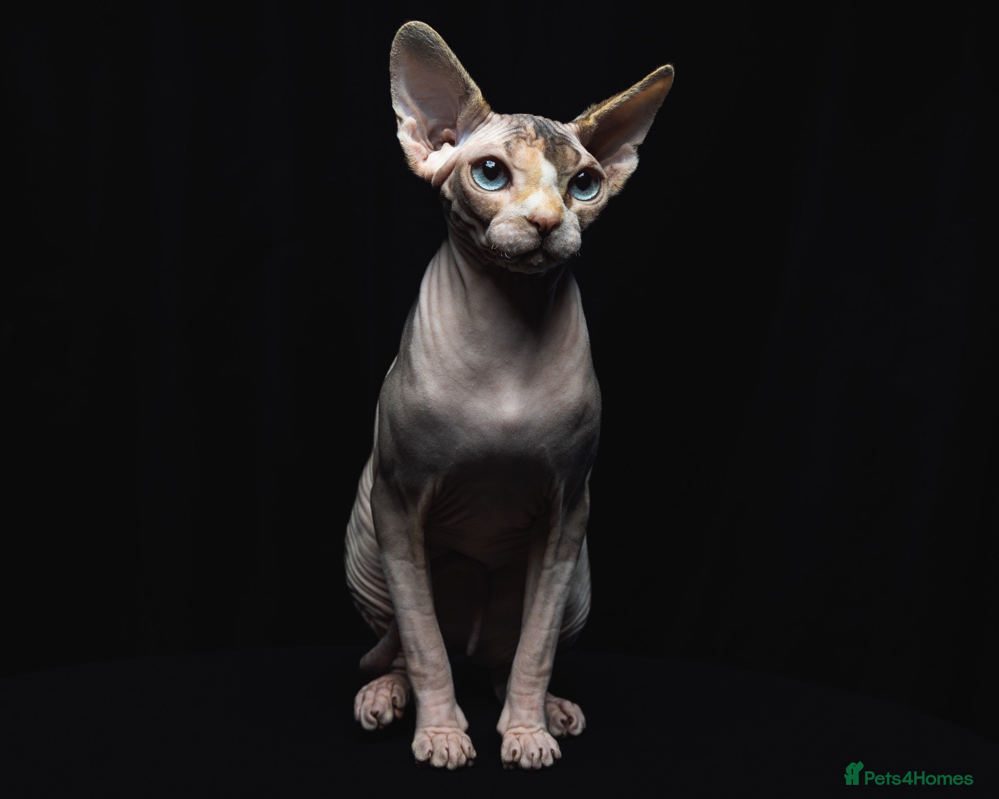 Sphynx cats Quality Health Tested Sphynx Kittens  - Advert 1
