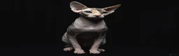 Sphynx cats for sale: Quality Health Tested Sphynx Kittens  - Advert 1